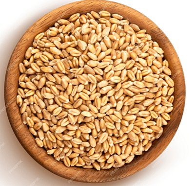 Sortex Clean Wheat Medium Size Grains (50 KG Packaging)