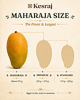 1 Dozen Gift Box - Maharaja