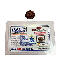 10 Mukhi Rudraksha Nepali