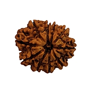 10 Mukhi Rudraksha Nepali