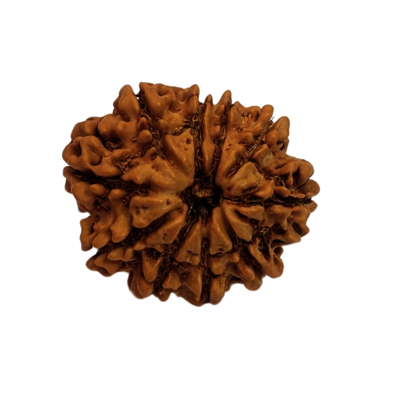 10 Mukhi Rudraksha Nepali