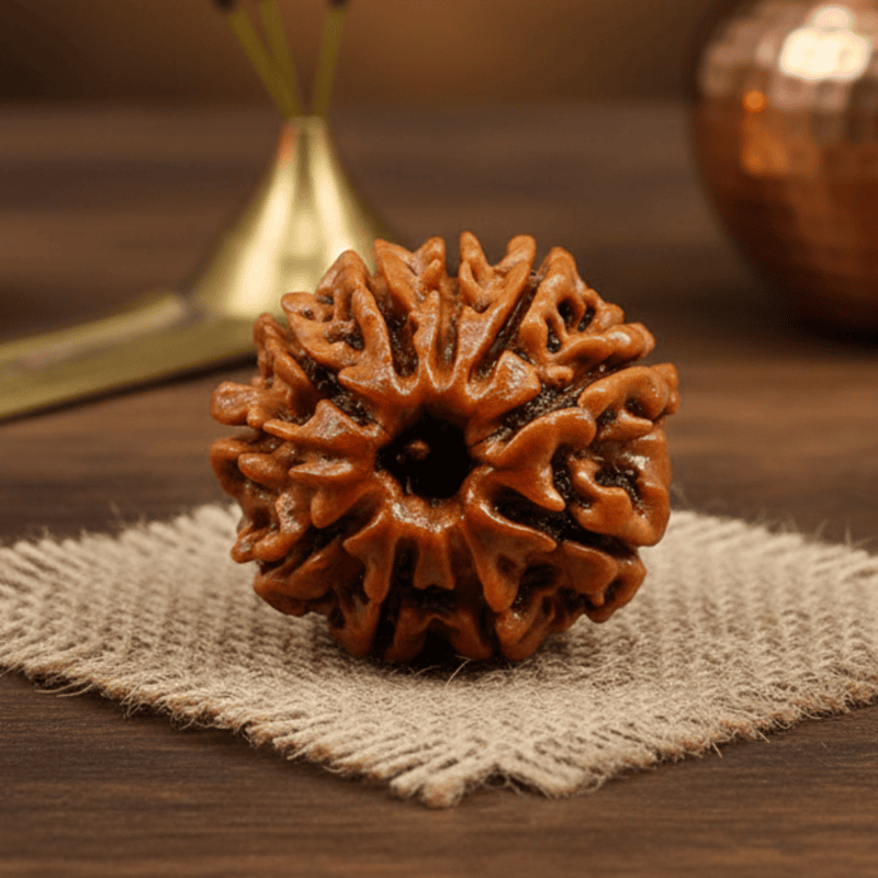 10 Mukhi Rudraksha – Natural & Certified