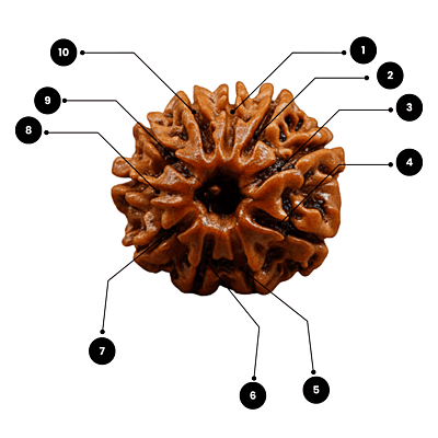 10 Mukhi Rudraksha – Natural & Certified
