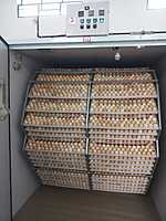 Egg Setter 34,272 (IS-34)