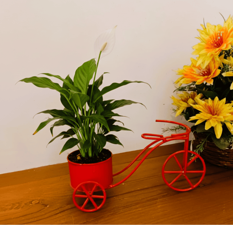 Tri Cycle Planter Stand 1012-B