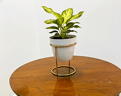 Desktop Planter with Stand 1029-B