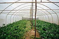 Greenhouse / Polyhouse Pest Control Service