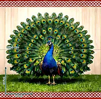 Peacock Majesty