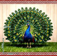 Peacock Majesty