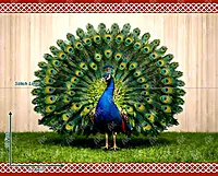 Peacock Majesty