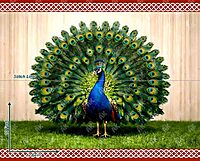 Peacock Majesty
