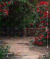 Red Rose Garden (PRE-ORDER)