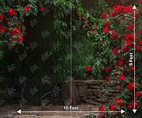 Red Rose Garden (PRE-ORDER)