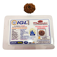 11 Mukhi Rudraksha Nepali