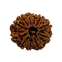 11 Mukhi Rudraksha Nepali