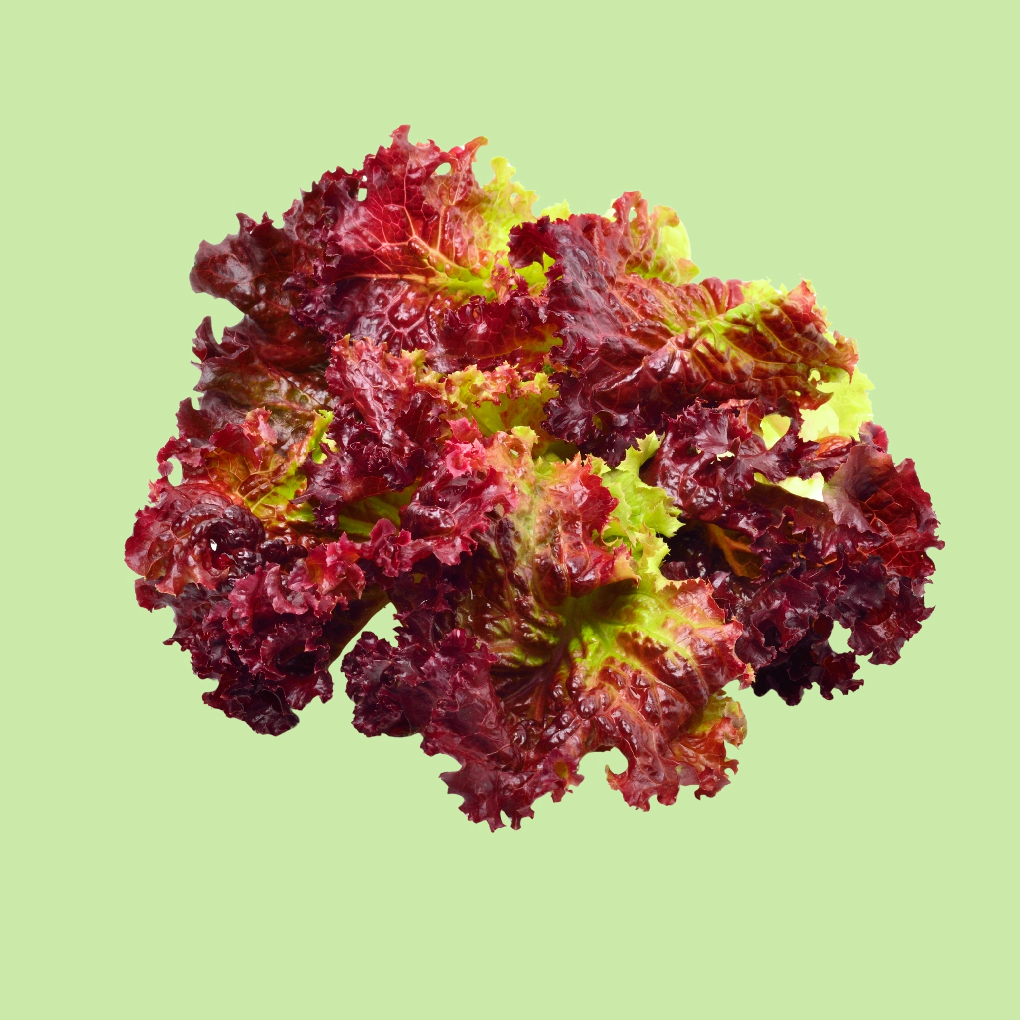 Lettuce Red - 130g