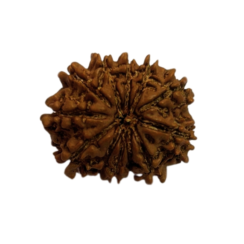 12 Mukhi Rudraksha Nepali