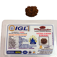 12 Mukhi Rudraksha Nepali