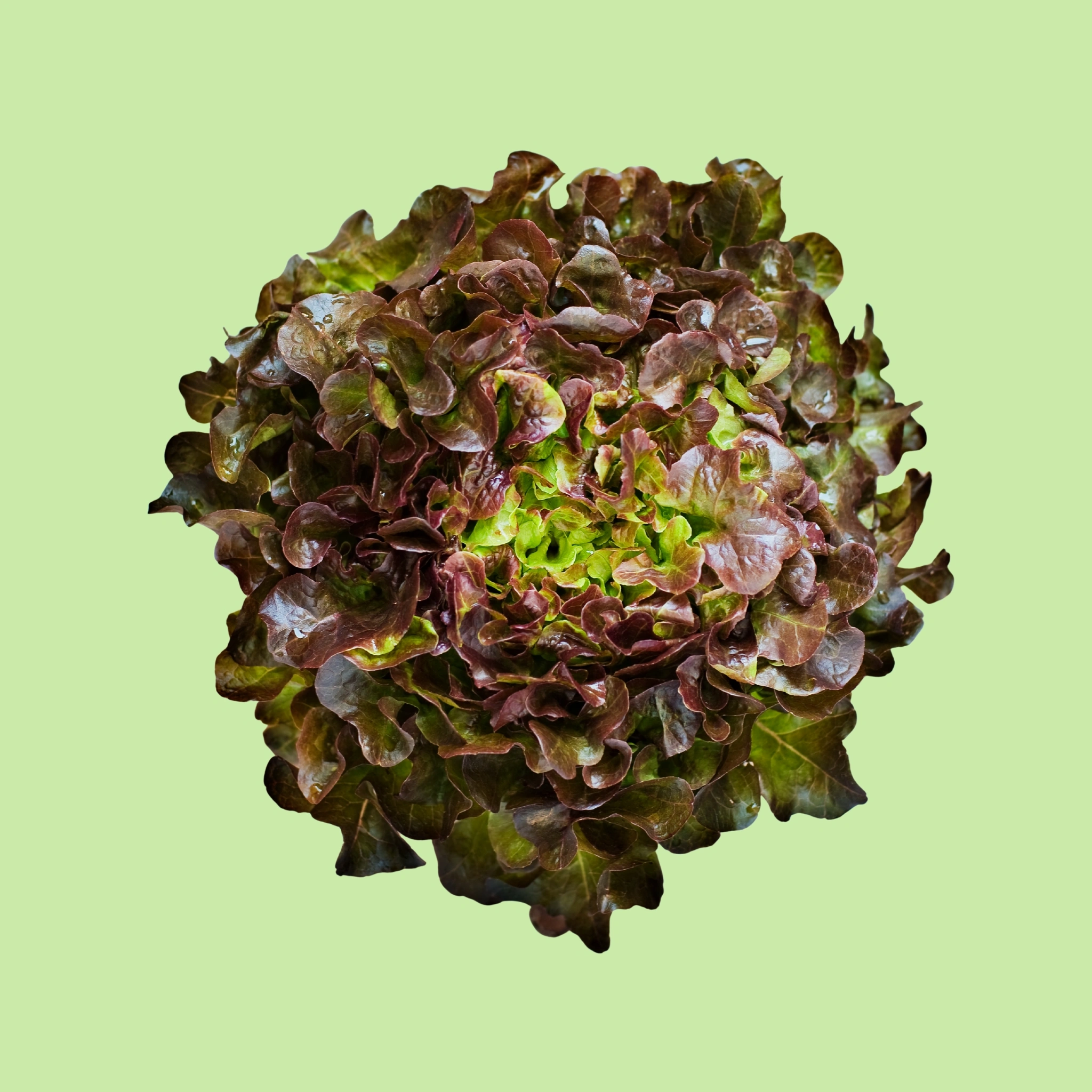 Lettuce Red Oakleaf - 130g