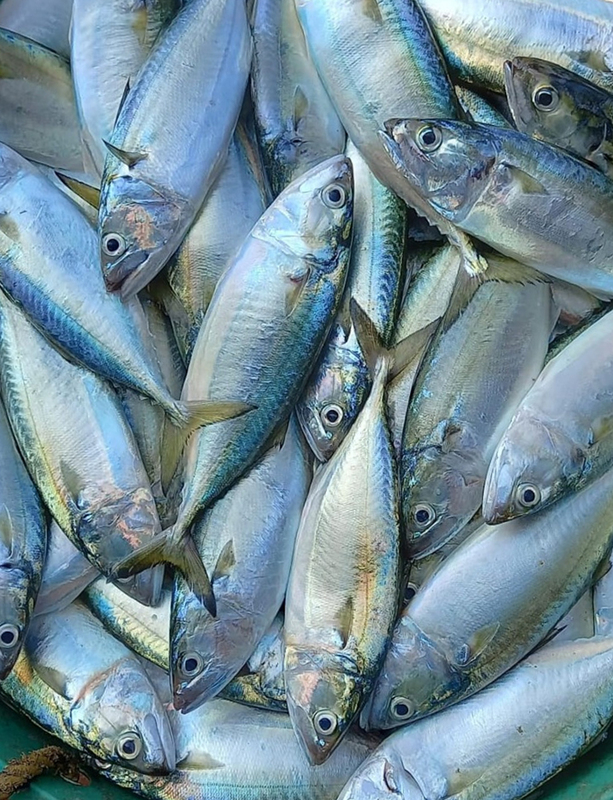 AYALA / MACKREAL - (WHOLE ) - -500 gm