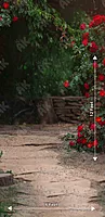 Red Rose Garden (PRE-ORDER)