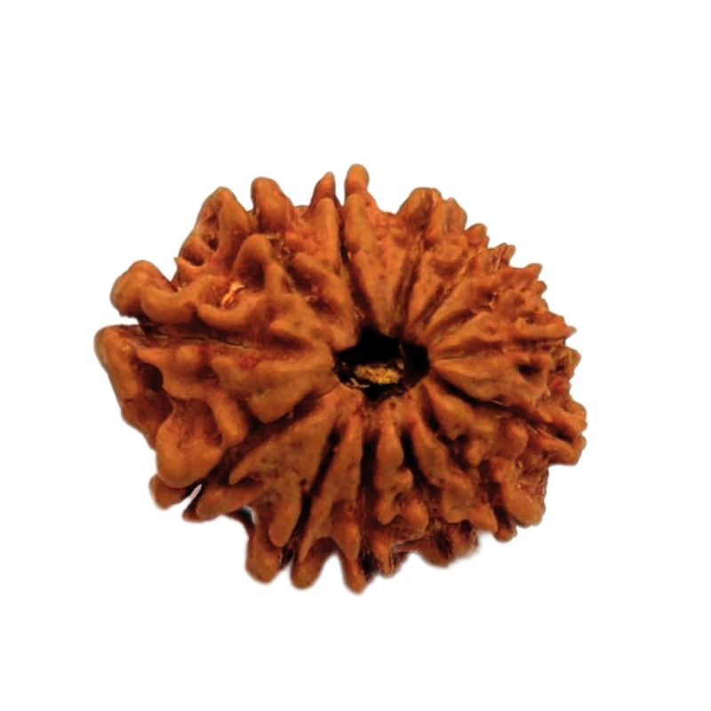 13 Mukhi Rudraksha Nepali