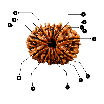 13 Mukhi Rudraksha – Natural & Certified