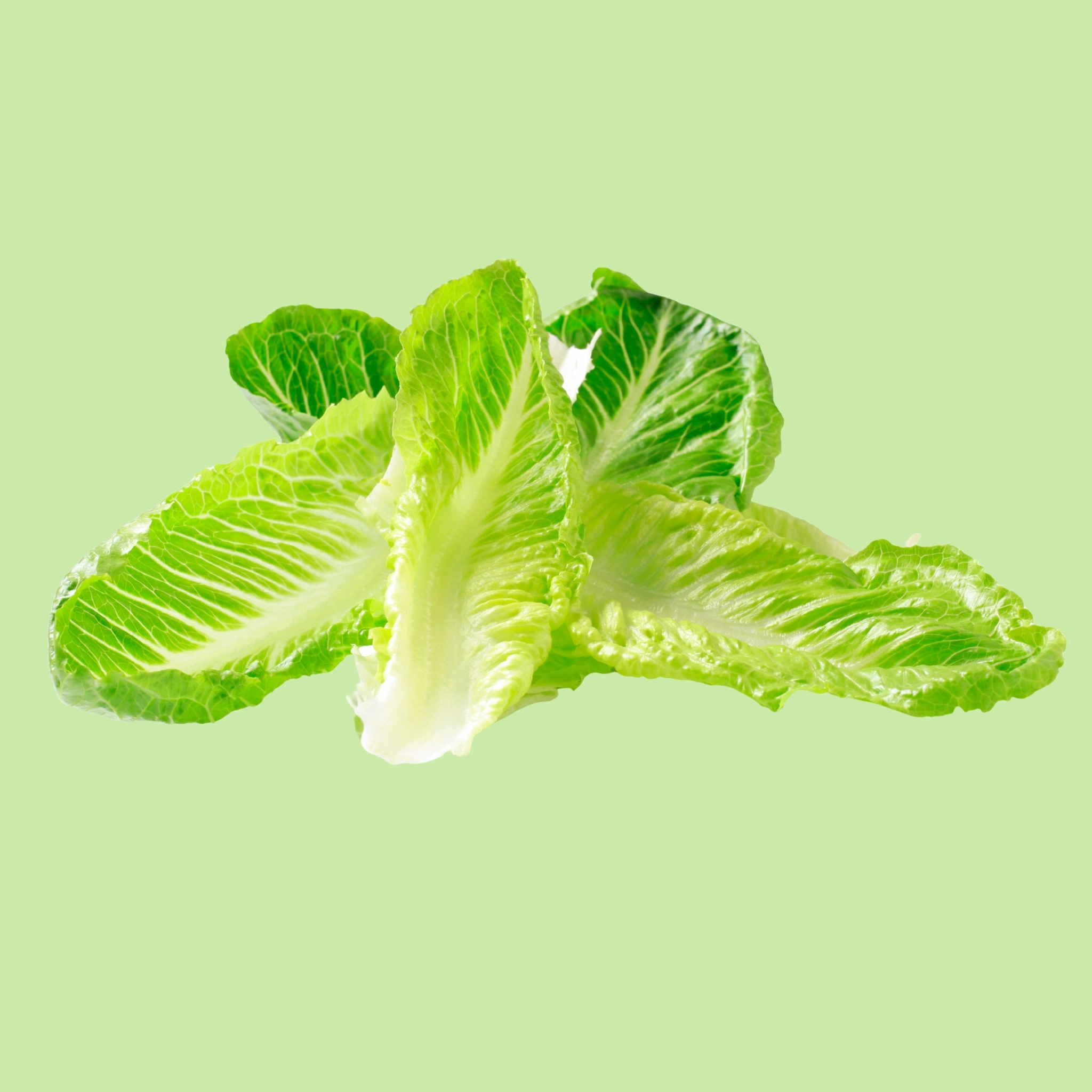 Lettuce Romain - 130g