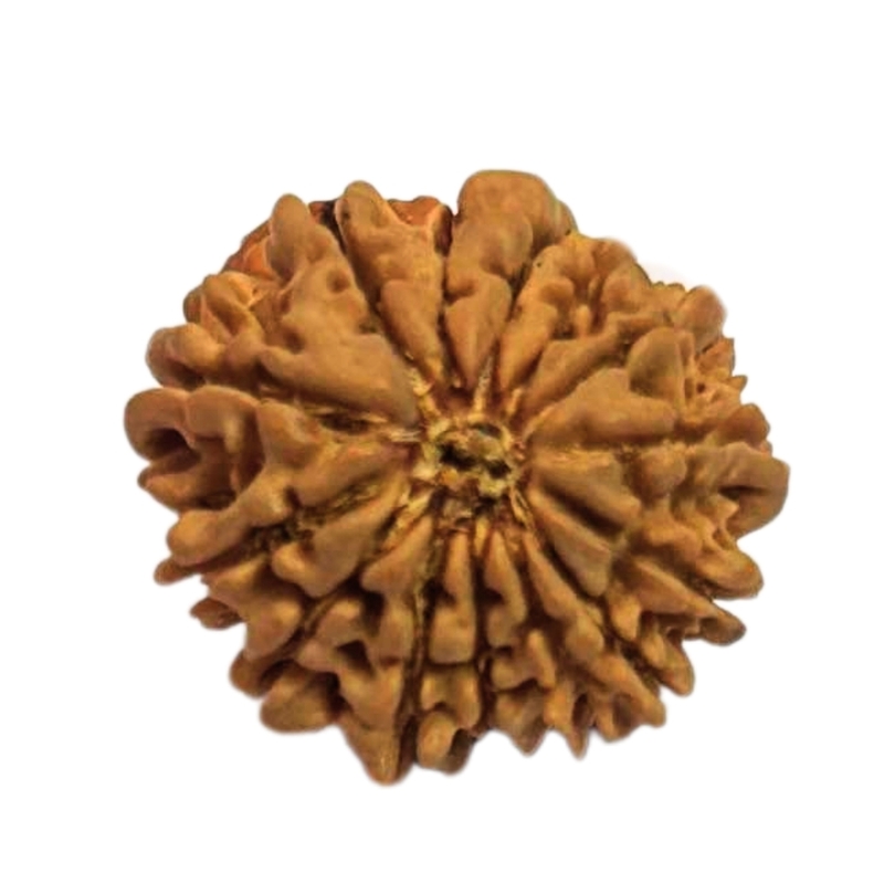14 Mukhi Rudraksha Nepali