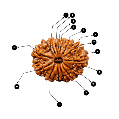 14 Mukhi Rudraksha – Natural & Certified