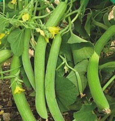 Long Cucumber (Kakri) 5 Nos seeedlings