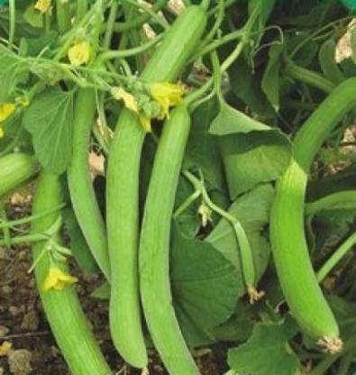 Long Cucumber (Kakri) 5 Nos seeedlings