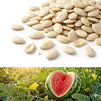 TARBHUJ MAGAJ LOOSE(PER KG)