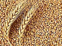 GAHU SHARBATI LOOSE(PER KG)
