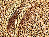 GAHU SHARBATI LOOSE(PER KG)