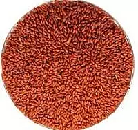 AALIV LOOSE(PER KG)