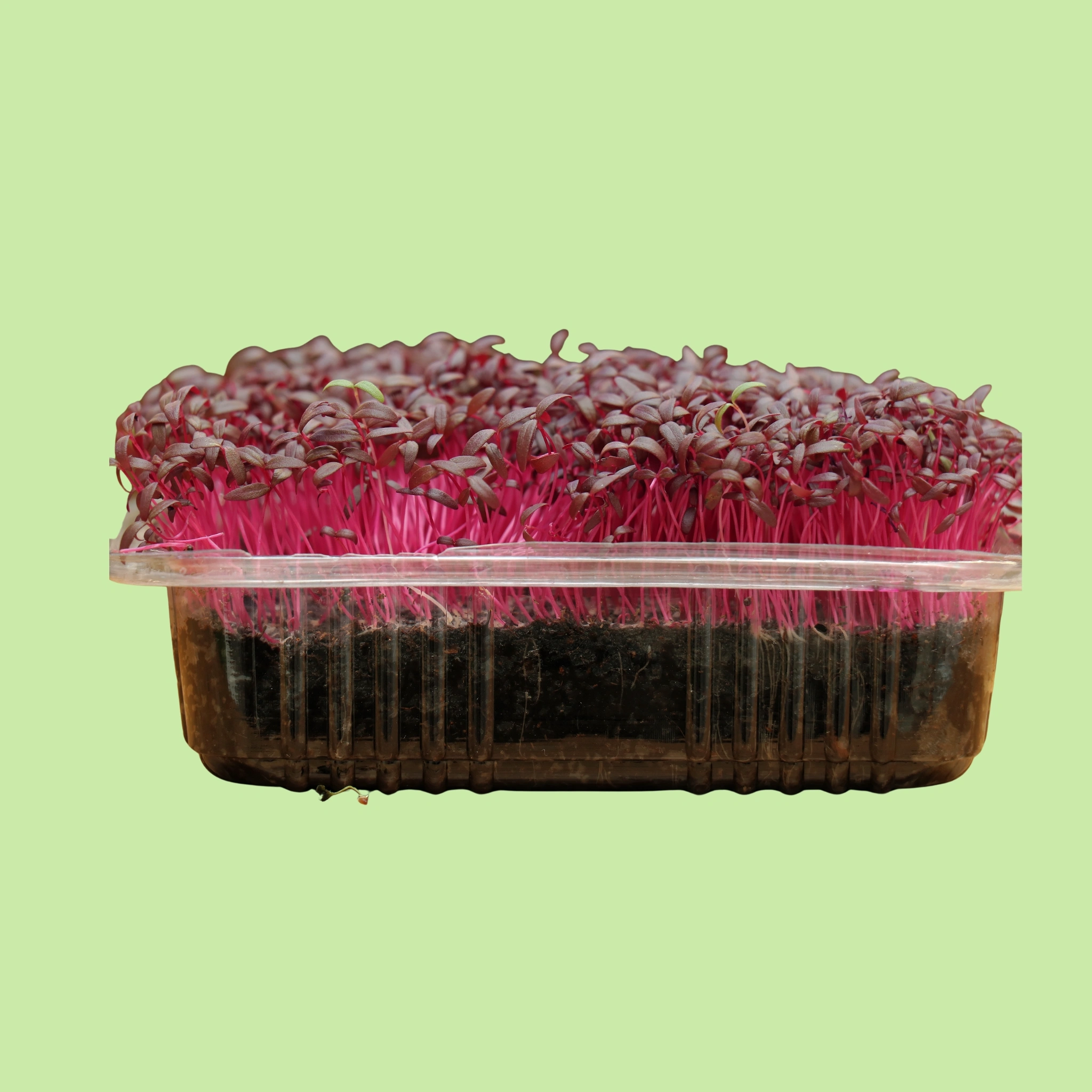 Microgreens - Amaranthus - 50g