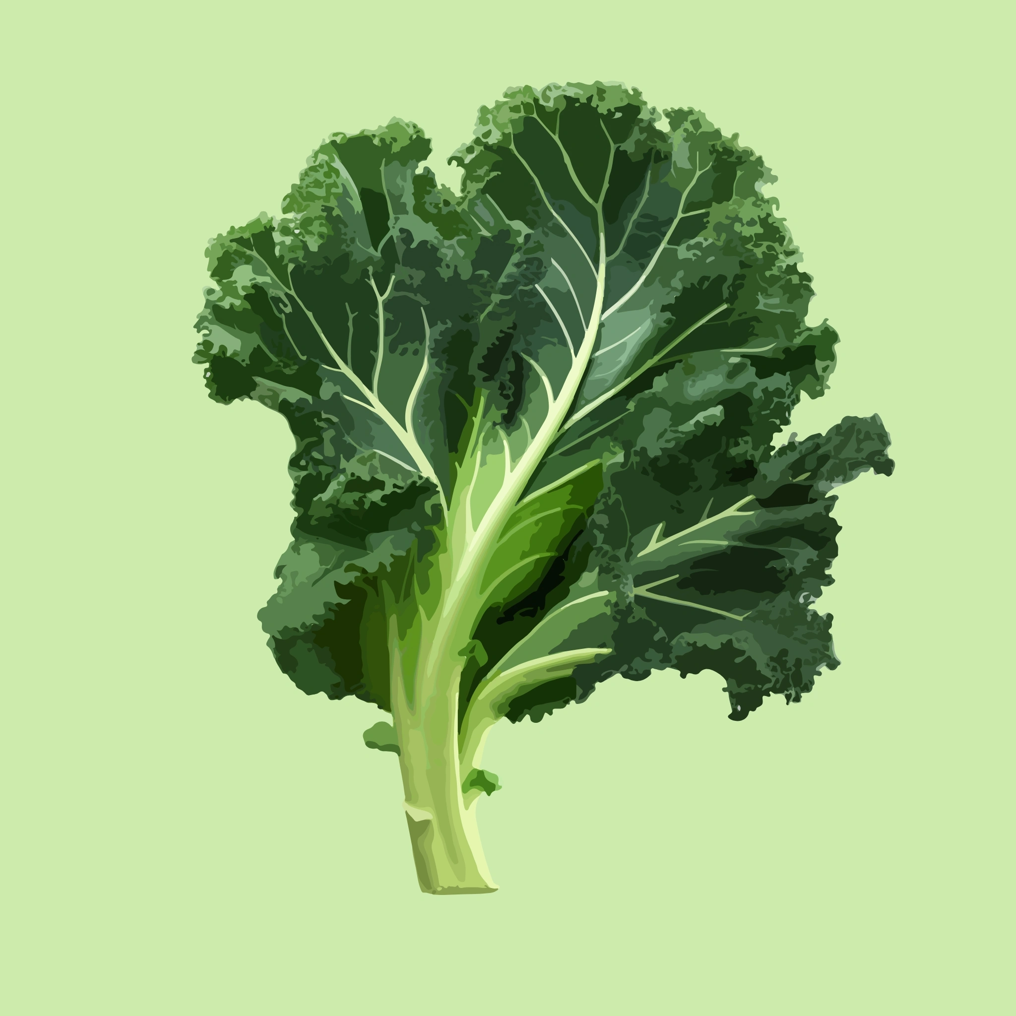 Kale Green Curled - 150g