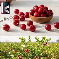 CHERRY ROUND 1KG