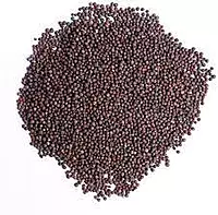 MOHRI RAI 500GM