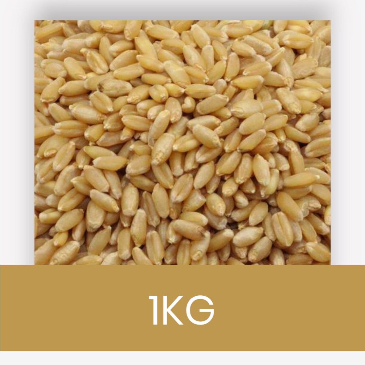 GAHU LOKVAN LOOSE(PER KG)