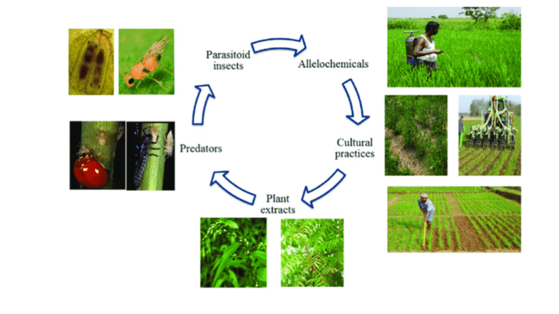 Integrated Pest Management (IPM) Service