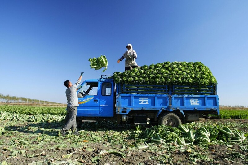 Harvest-to-Market Transport Services