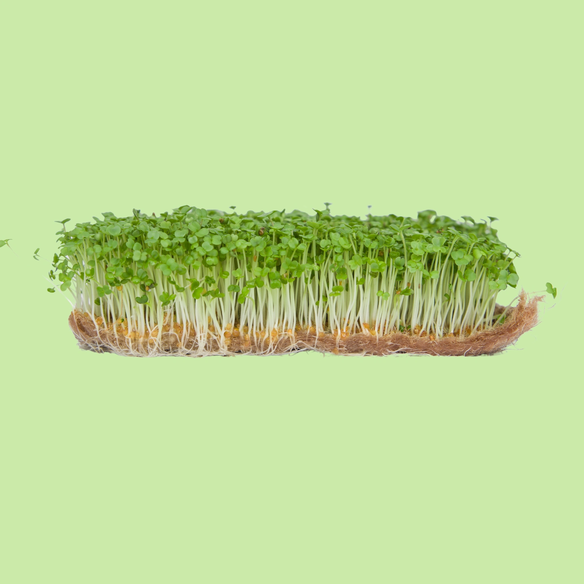 Microgreens - Arugula/Rocket - 50g