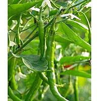 Pusa Chilli Open Pollinated 10 to 12 seeds