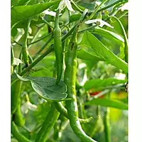 Pusa Chilli Open Pollinated 10 to 12 seeds