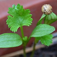 Coriander Seeds ధనియాలు విత్తనాలు Dhaniya (100gms, 500gms, 1kg)