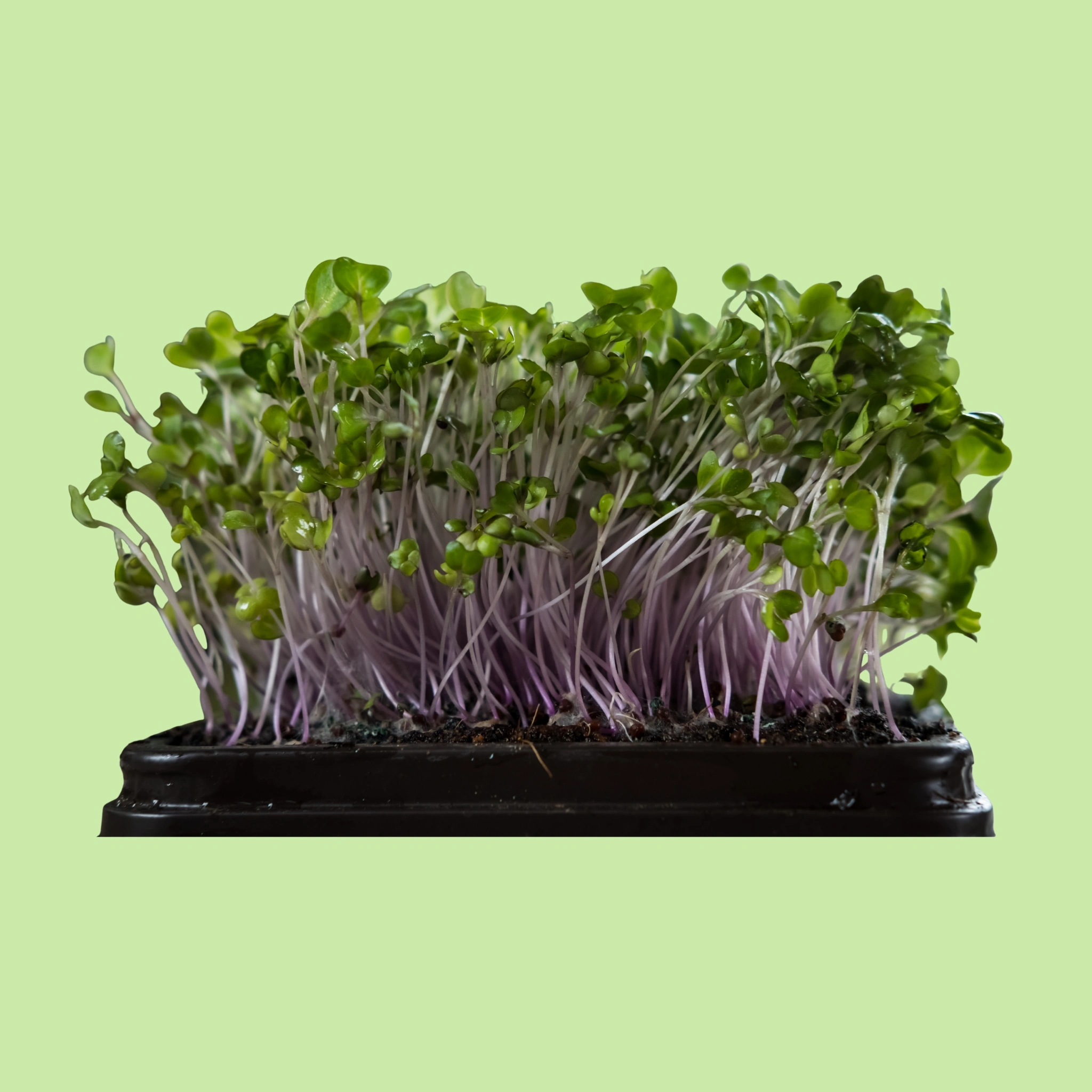 Microgreens - Kale - 50g