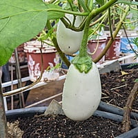 Desi White Brinjal Seeds Egg Plant seeds 10-12 seeds