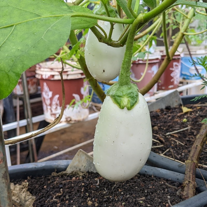 Desi White Brinjal Seeds Egg Plant seeds 10-12 seeds